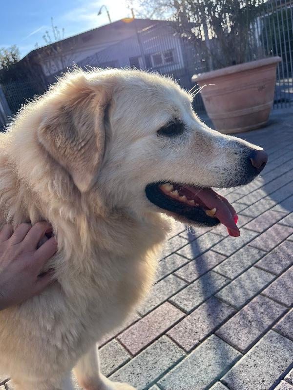 SALOMONE CERCA FAMIGLIA Foto 4